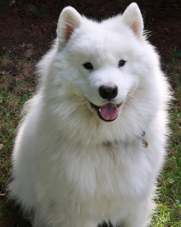 Sasha Says Sit Professional Dog Training Services in Mississauga Toronto