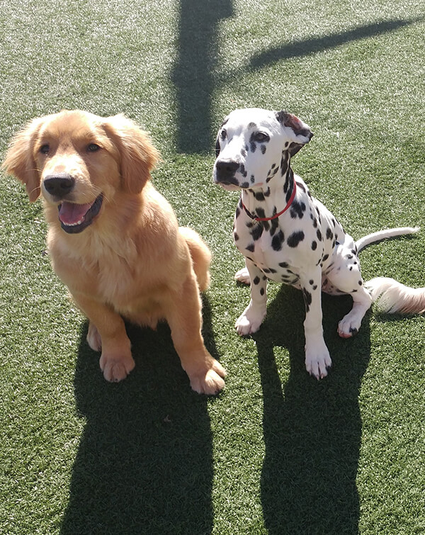 Sasha Says Sit Professional Dog Training Services in Mississauga Toronto