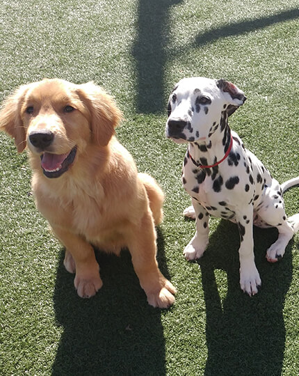 Sasha Says Sit Professional Dog Training Services in Mississauga Toronto