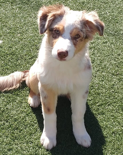 Sasha Says Sit Professional Dog Training Services in Mississauga Toronto