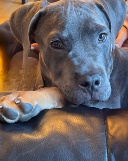 Sasha Says Sit Professional Dog Training Services in Mississauga Toronto