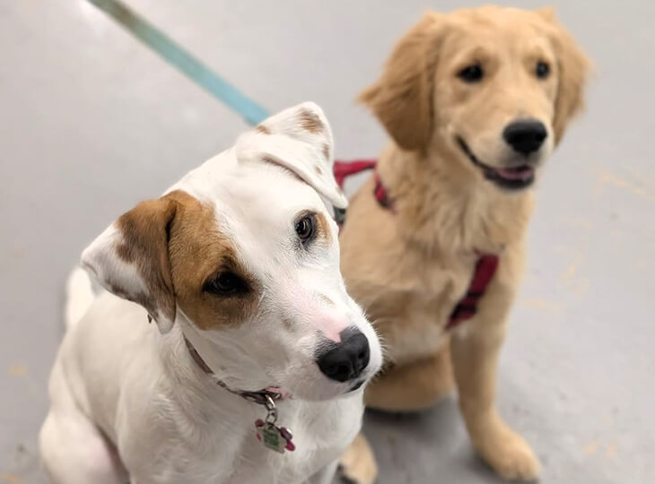 Sasha Says Sit Professional Dog Training Services in Mississauga Toronto