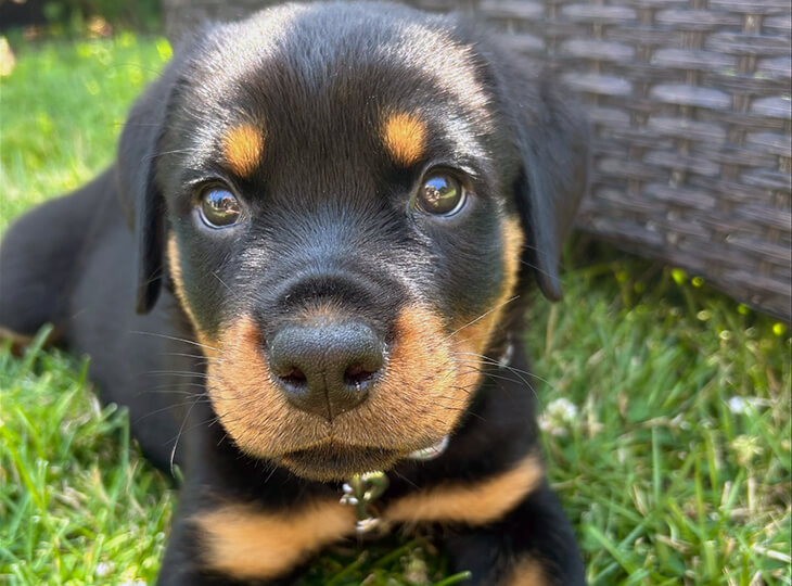 Sasha Says Sit Professional Dog Training Services in Mississauga Toronto