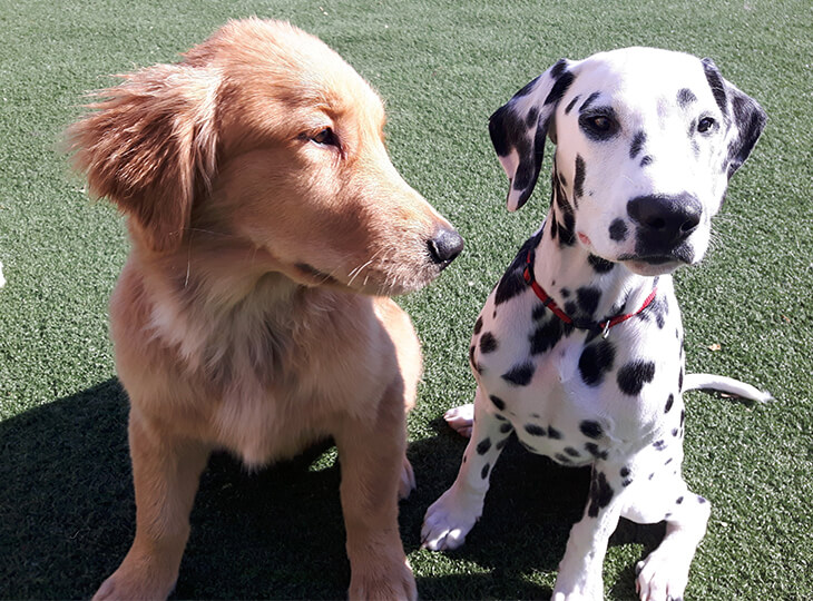 Sasha Says Sit Professional Dog Training Services in Mississauga Toronto