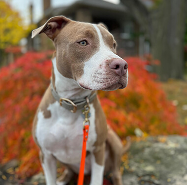 Professional Dog Trainig, Mississauga Toronto