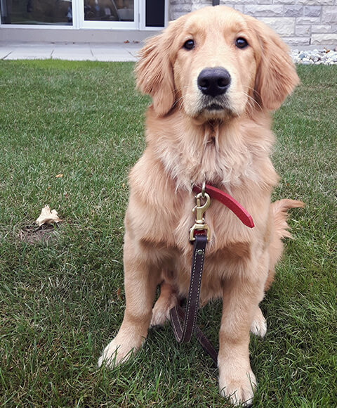 Professional Dog Trainig, Mississauga Toronto