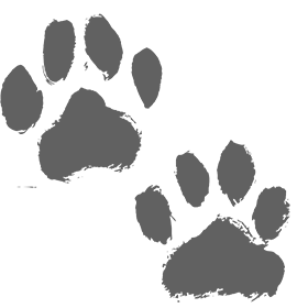 Sasha Says Sit Professional Dog Training Services in Mississauga Toronto